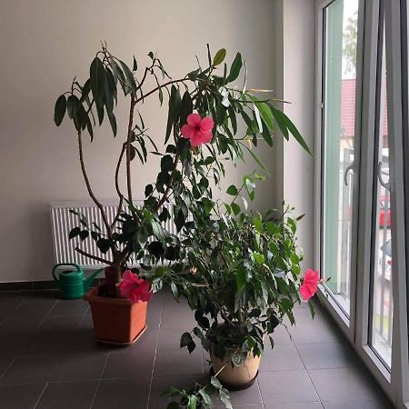 Apartmán na Lukách - Kopretina Třeboň Esterno foto
