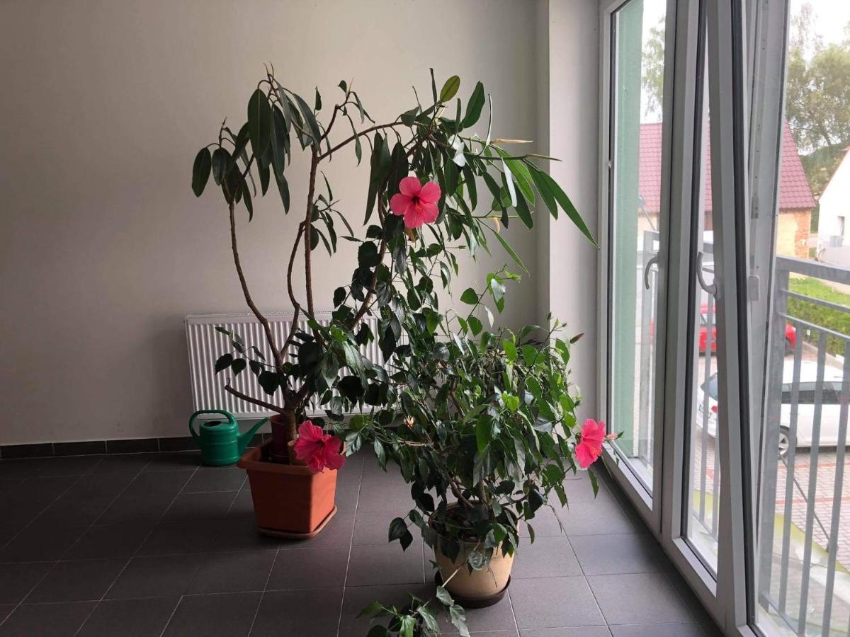 Apartmán na Lukách - Kopretina Třeboň Esterno foto